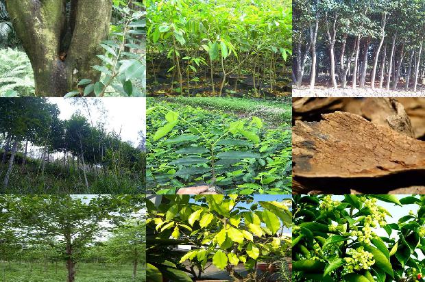 奇楠沉香的价格多少钱一克1675383195912