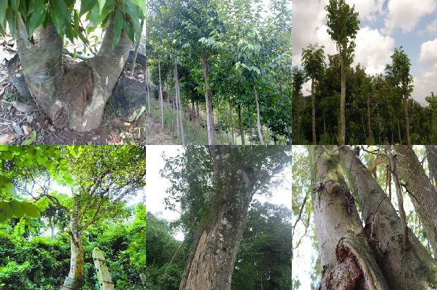 奇楠沉香的价格多少钱一克1675383195918