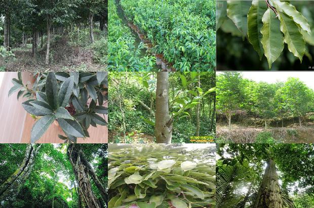 沉香的价位多少钱一克1675383284364 沉香的价位多少钱一克1675383284364