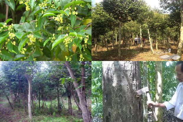 沉香的价位多少钱一克1675383284370 沉香的价位多少钱一克1675383284370