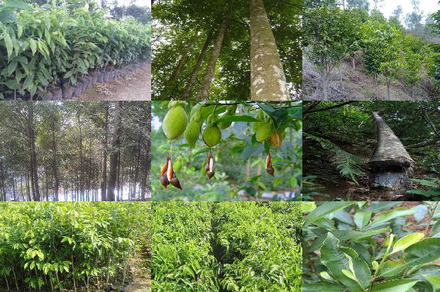 沉香的价位多少钱一克1675383284382 沉香的价位多少钱一克1675383284382