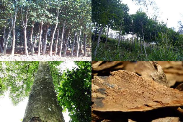 沉水沉香价格多少钱一克1675383451317