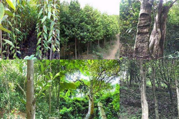 沉水沉香价格多少钱一克1675383451323