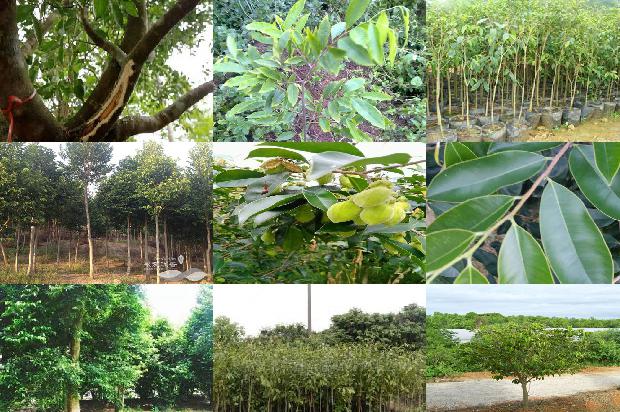 沉水沉香价格多少钱一克1675383451329