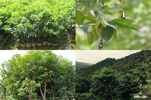 奇楠沉香苗多少钱一棵1675383523069