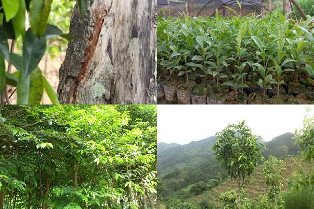 奇楠沉香苗多少钱一棵1675383523075