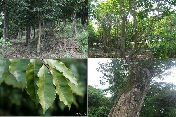 奇楠沉香价格多少钱一克1675383597947