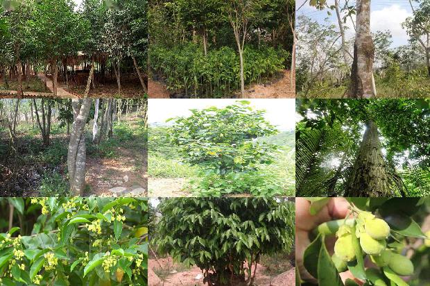 奇楠沉香价格多少钱一克1675383597953