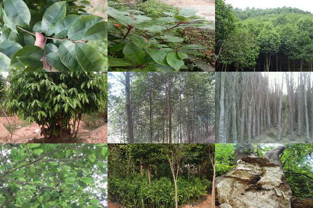 沉香价格是多少钱一克1675493644702