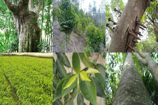 沉香价格是多少钱一克1675493644708