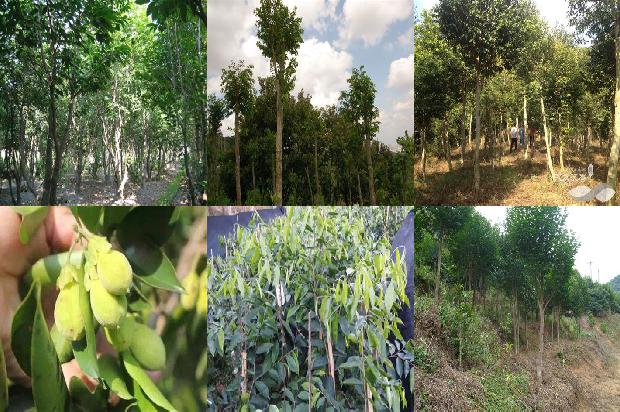 沉香价格多少钱一包1675493990065 沉香价格多少钱一包1675493990065