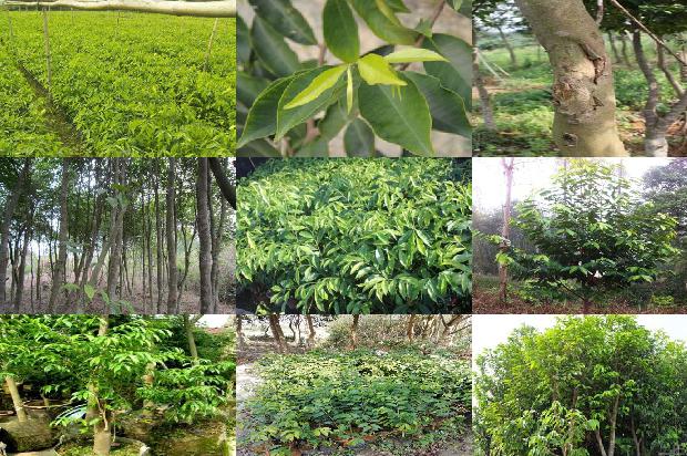 沉香价格多少钱一包1675493990071 沉香价格多少钱一包1675493990071