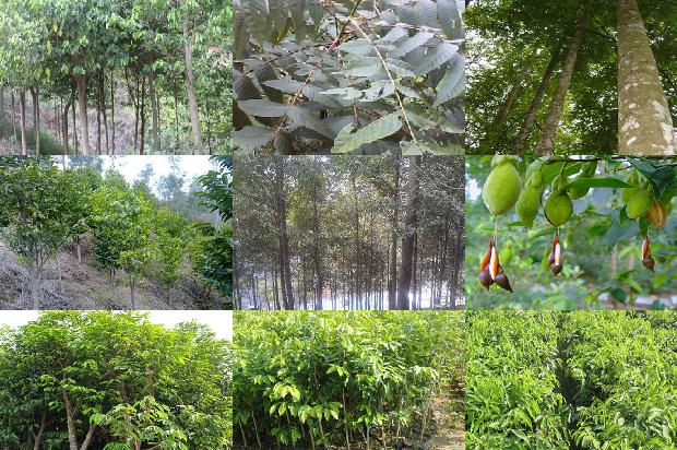 奇楠沉香价格多少钱1675494154837