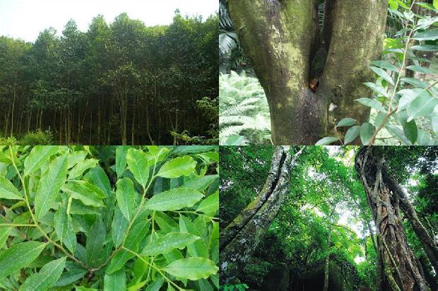 奇楠沉香价格多少钱1675494154843