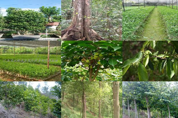 奇楠沉香价格多少钱1675494154849