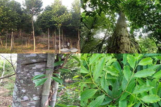 奇楠沉香价格多少钱1675494154855