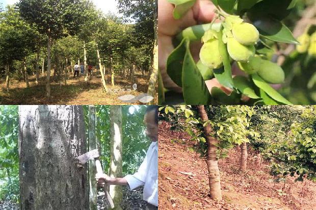 奇楠沉香苗价格是多少1675494225589