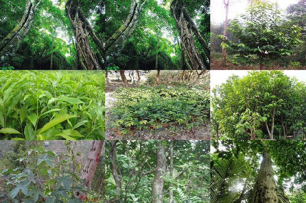 奇楠沉香苗价格是多少1675494225595