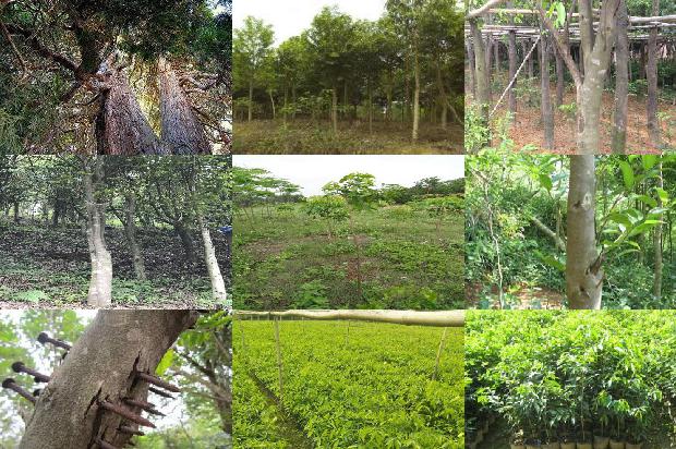 沉香的价位沉香等级的价格1675579922556 沉香的价位沉香等级的价格1675579922556