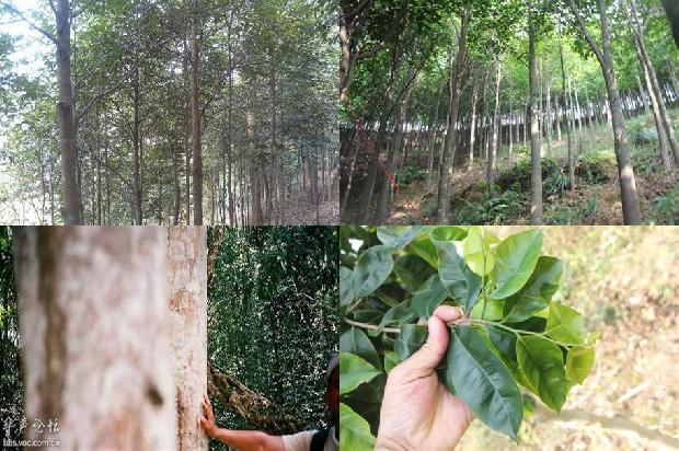 沉香的价位沉香等级的价格1675579922562 沉香的价位沉香等级的价格1675579922562