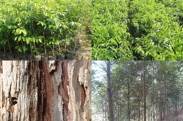 沉香价格是多少钱1675580121709