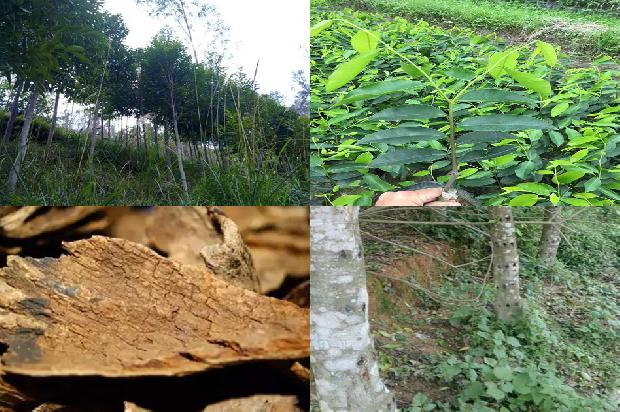 沉香价格是多少钱1675580121715