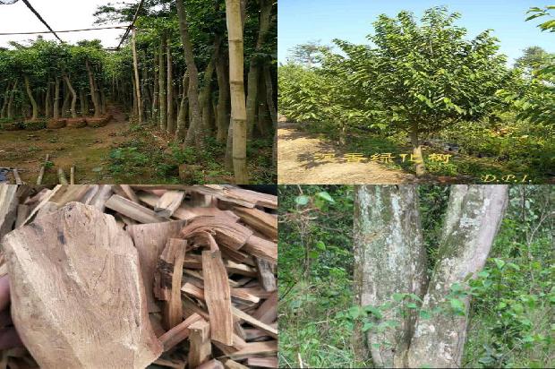 沉香价格是多少钱1675580121721