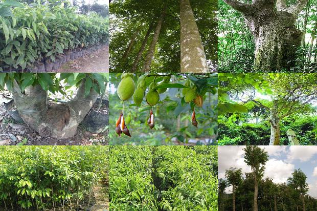 沉香价格多少钱克1675580295447 沉香价格多少钱克1675580295447