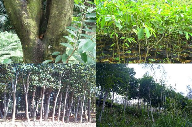 沉香价格多少钱克1675580295453 沉香价格多少钱克1675580295453