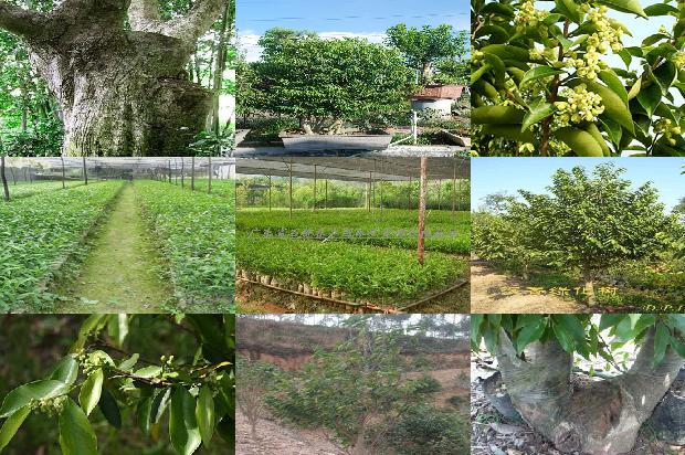 沉香价格多少钱克1675580295459 沉香价格多少钱克1675580295459