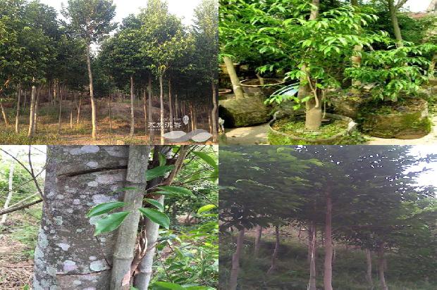 沉香价格多少钱克1675580295465 沉香价格多少钱克1675580295465