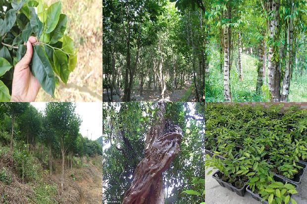 奇楠沉香种苗价格1675651451637 奇楠沉香种苗价格1675651451637