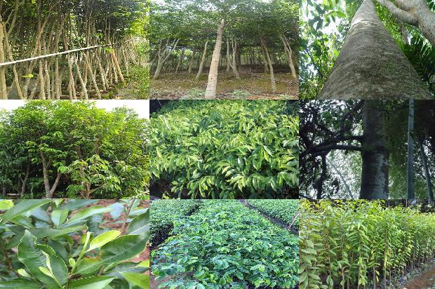 奇楠沉香种苗价格1675651451643 奇楠沉香种苗价格1675651451643