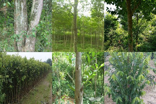 奇楠沉香种苗价格1675651451650 奇楠沉香种苗价格1675651451650