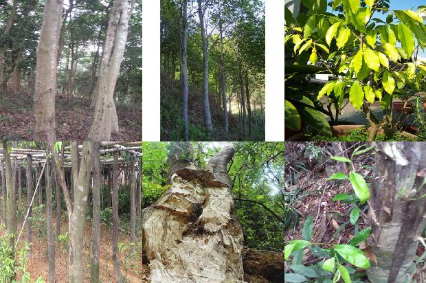 奇楠沉香种苗价格1675651451656 奇楠沉香种苗价格1675651451656