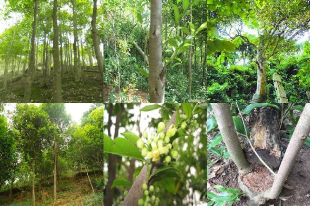 奇楠沉香苗的价格1675755303624