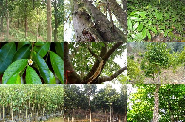 奇楠沉香苗的价格1675755303630