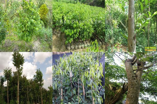 奇楠沉香苗的价格1675755303636