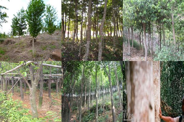 黑色沉香手串一般什么价位1675755438250