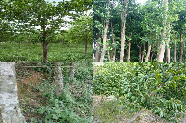 黑色沉香手串一般什么价位1675755438256