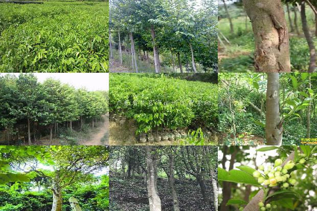 奇楠沉香树苗多少钱每棵1675821479384 奇楠沉香树苗多少钱每棵1675821479384