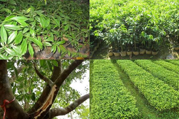 奇楠沉香树苗多少钱每棵1675821479390 奇楠沉香树苗多少钱每棵1675821479390