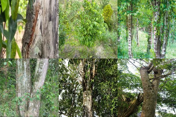 奇楠沉香树苗多少钱每棵1675821479396 奇楠沉香树苗多少钱每棵1675821479396