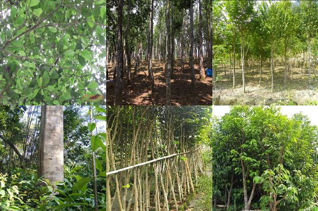 奇楠沉香树苗多少钱每棵1675821479402 奇楠沉香树苗多少钱每棵1675821479402