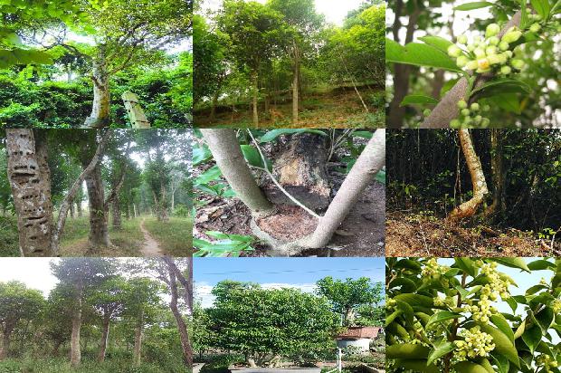 沉香佛串的价格是多少1675901628659 沉香佛串的价格是多少1675901628659