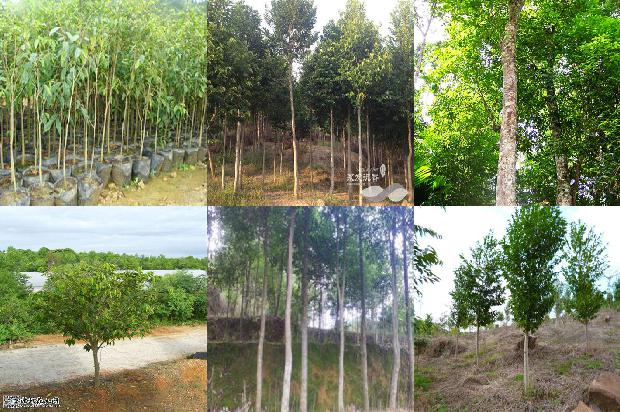 沉香佛串的价格是多少1675901628665 沉香佛串的价格是多少1675901628665