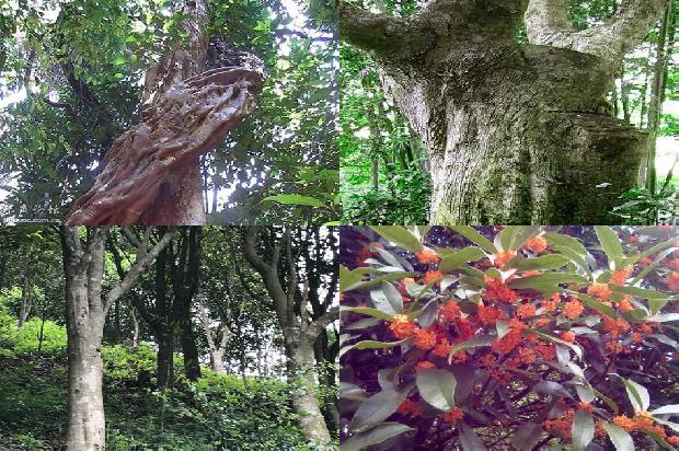 沉香佛串的价格是多少1675901628671 沉香佛串的价格是多少1675901628671