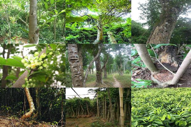 沉香古树茶价钱1675901989561 沉香古树茶价钱1675901989561