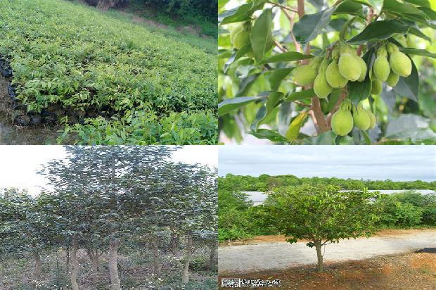 沉香纯叶茶价位1675988149882