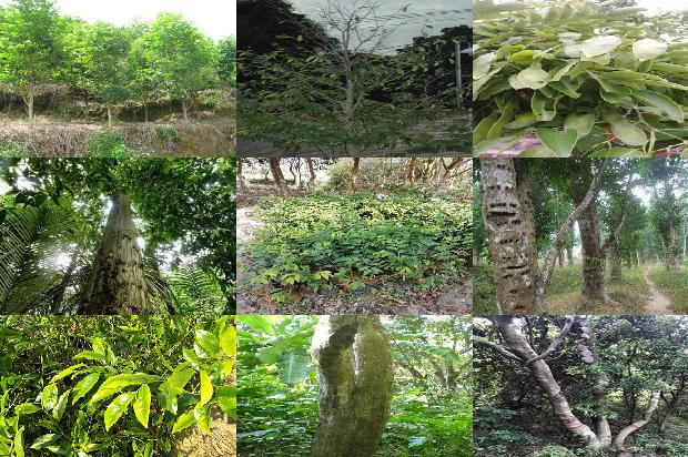 沉香纯叶茶价位1675988149888